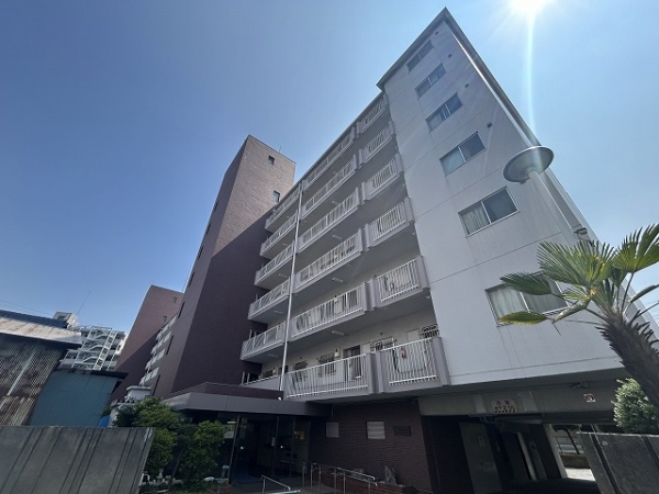 原木キャピタルコータス