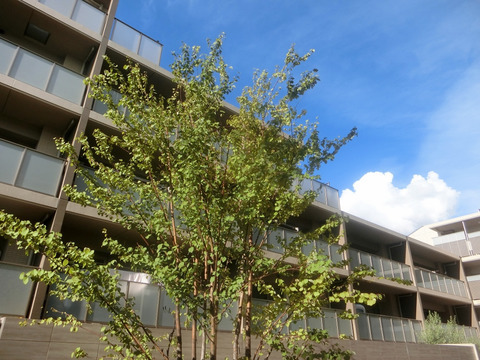 プレイスヴィラ喜多見-h